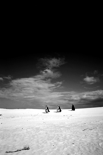 Le Chant des oiseaux - Film