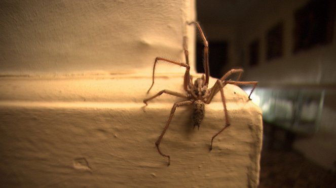 Das unglaubliche Spinnen-Haus - Filmfotos