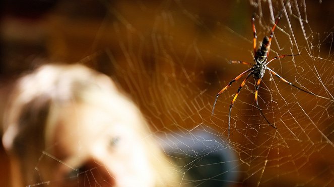 A csodálatos pókház - Filmfotók