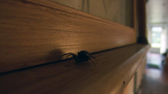 The Amazing Spider House - Z filmu