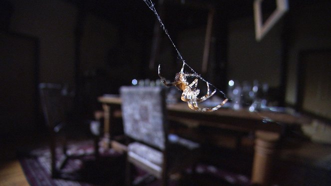 Das unglaubliche Spinnen-Haus - Filmfotos
