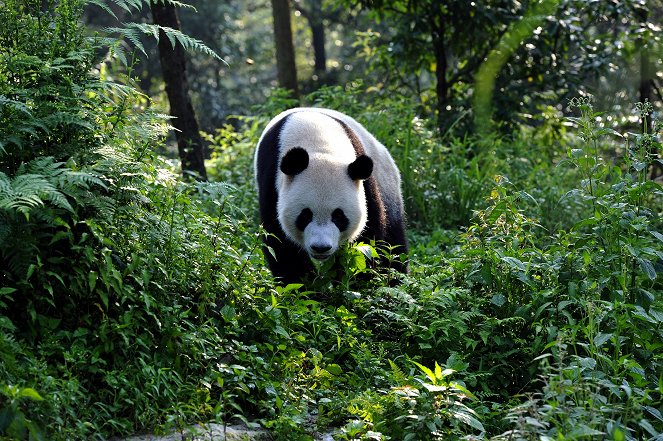 Giant Pandas: The Last Refuge - Filmfotók