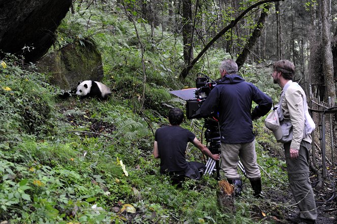 Giant Pandas: The Last Refuge - Photos