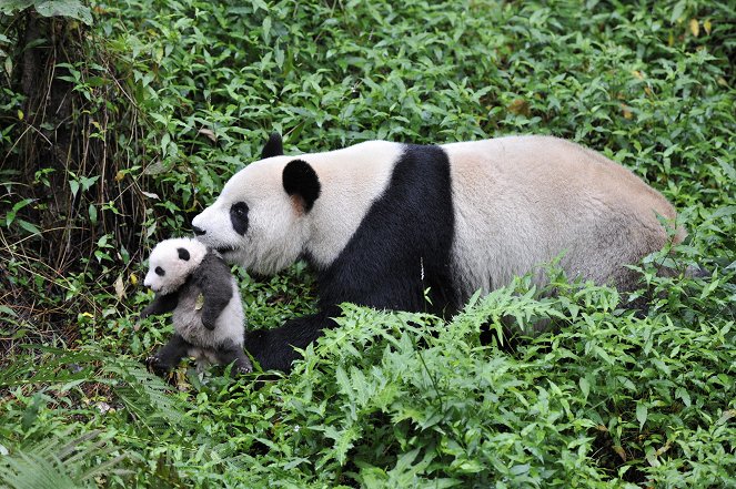 Panda velká: poslední útočiště - Z filmu