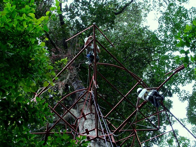 Ein Baumhaus in Costa Rica - Filmfotos