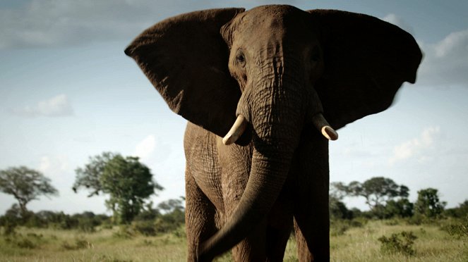 Masakry slonů a nosorožců - Z filmu