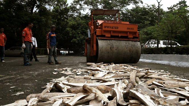 Trafic d'ivoire, la guerre perdue - Film