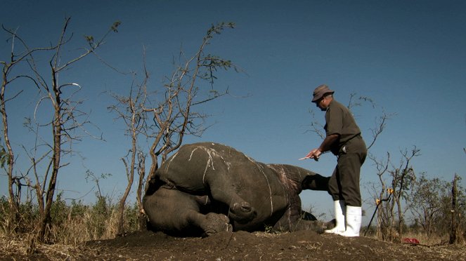 Trafic d'ivoire, la guerre perdue - Film