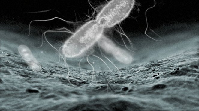 Bacterialand - De la película