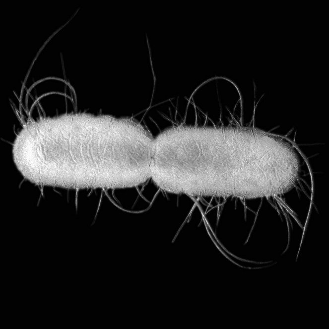 Bacterialand - Do filme