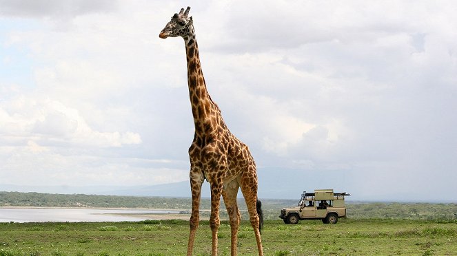 Surviving The Serengeti - Do filme