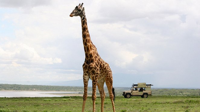 Surviving The Serengeti - Z filmu