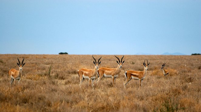 Surviving The Serengeti - Kuvat elokuvasta