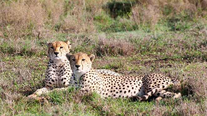 Surviving The Serengeti - De la película