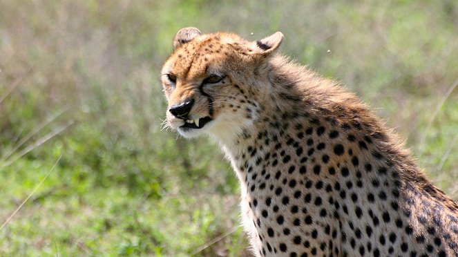 Túlélni a Serengetit - Filmfotók