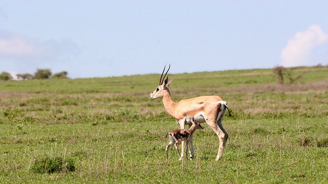 Surviving The Serengeti - Photos