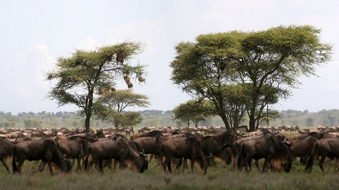 Surviving The Serengeti - De la película