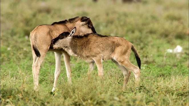 Přežití v Serengeti - Z filmu
