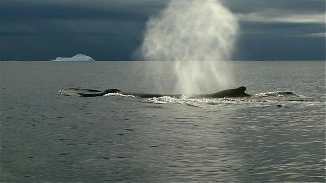 Jagdzeit - Den Walfängern auf der Spur - Do filme