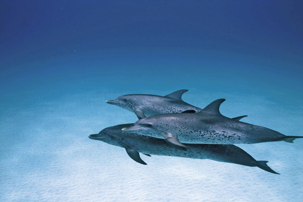 Dolphins and Whales 3D: Tribes of the Ocean - Filmfotos