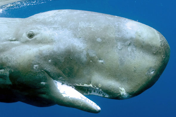 Dauphins et baleines 3D, nomades des mers - Film
