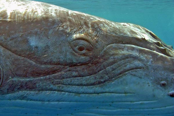 Delfíni a velryby 3D: tuláci oceánů - Z filmu