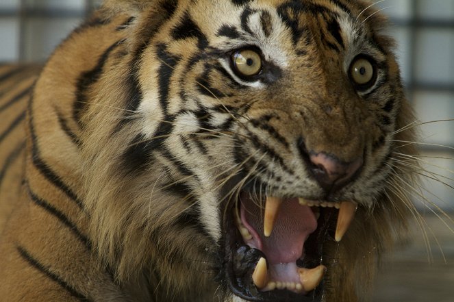 A természeti világ - Season 31 - Tiger Island: Natural World Special - Filmfotók