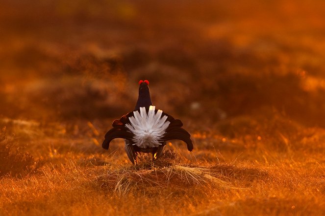 Magical Moors - Photos