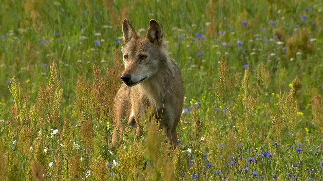 Die Rückkehr der Raubtiere - Wolf, Luchs und Bär auf dem Vormarsch - Film