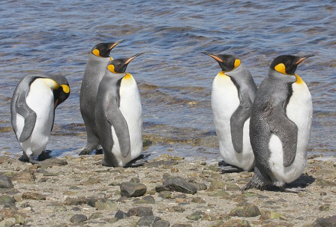 Imádjuk a pingvineket - Filmfotók