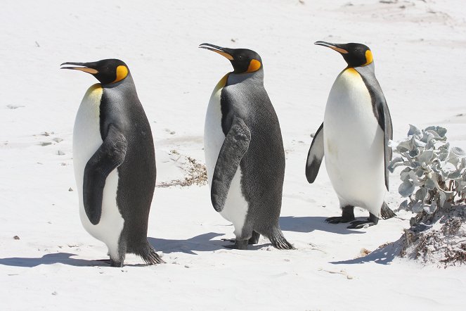 We Love Penguins - Filmfotos