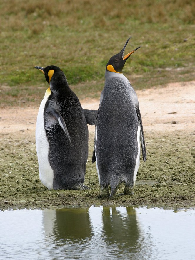 Máme rádi tučňáky - Z filmu