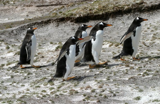 We Love Penguins - Filmfotos