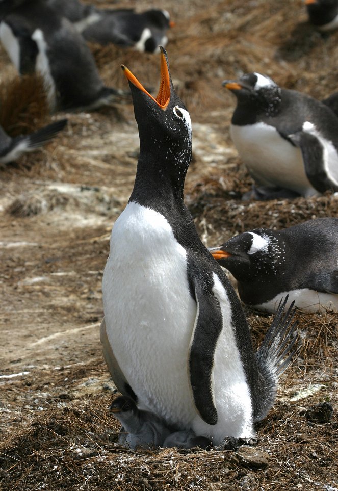 Imádjuk a pingvineket - Filmfotók