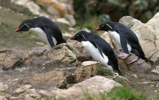 We Love Penguins - Kuvat elokuvasta