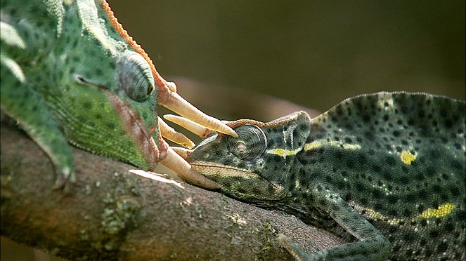 Life Stories - Historias Naturales - De la película