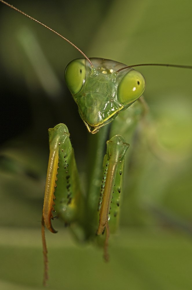 Life Stories - Historias Naturales - Van film