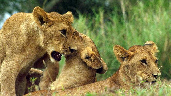 Africa's Wild Kingdom Reborn - Film