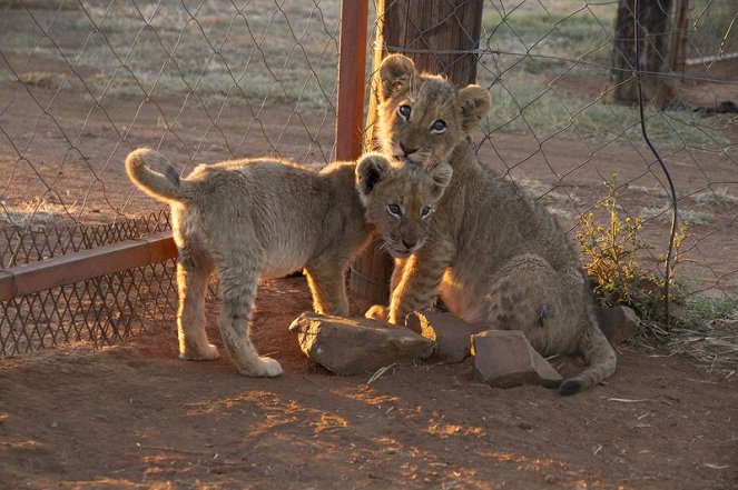 Blood Lions - Bred for the Bullet - Photos