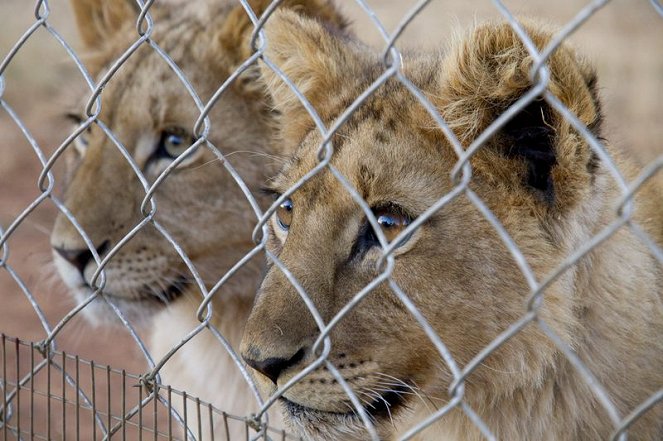 Blood Lions - Bred for the Bullet - Photos