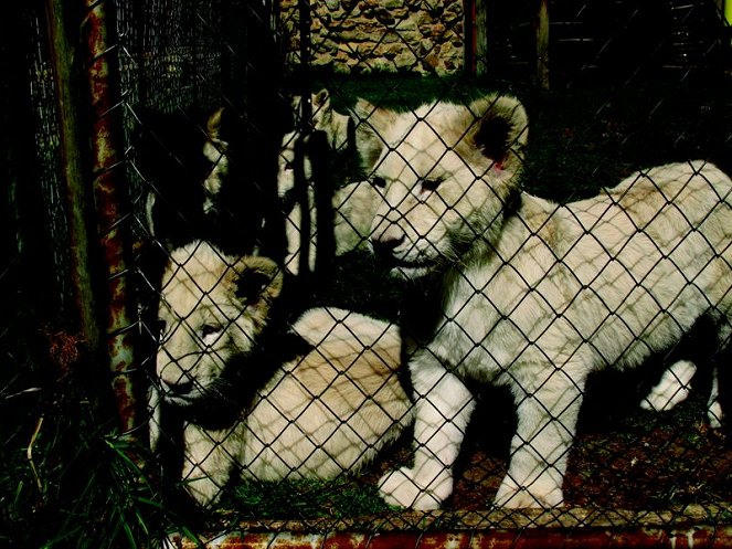 Blood Lions - Bred for the Bullet - Filmfotos