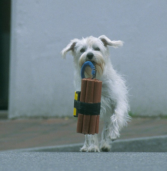 Ein Hund für alle Fälle - Van film