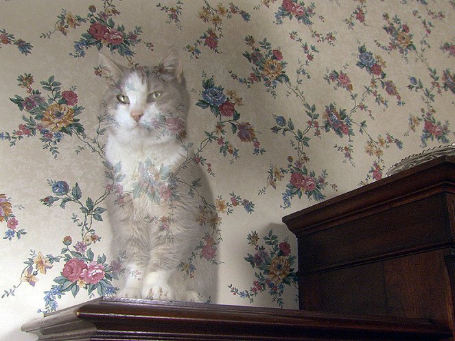 Mrs. Ashboro's Cat - De la película