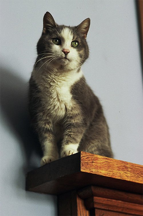 Kočka paní Ashborové - Z filmu