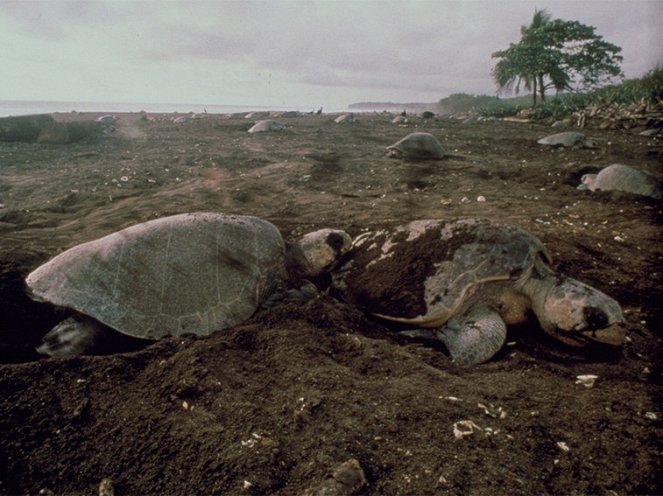 Wild Costa Rica - De la película