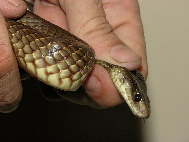 Taipan, the most dangerous snake in the world - Photos