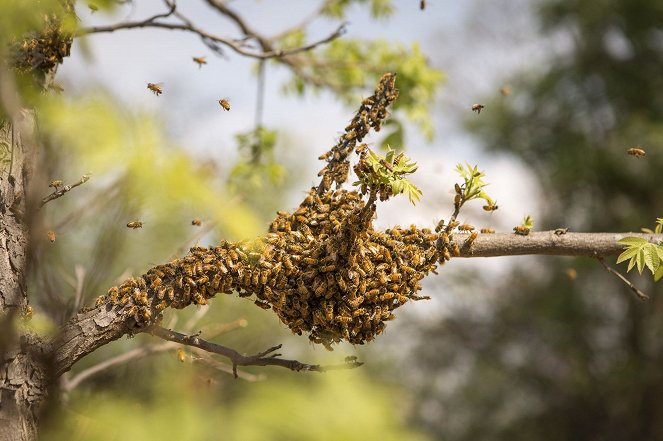 Mehiläispesän salaisuudet - Kuvat elokuvasta