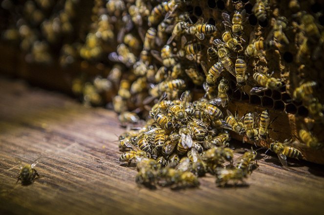 Secrets of the Hive - Photos