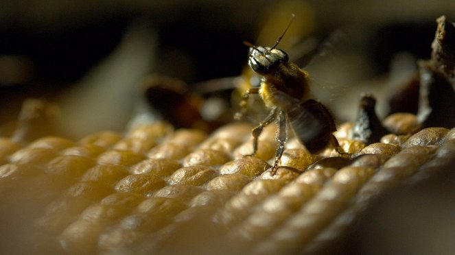 Secrets of the Hive - Photos