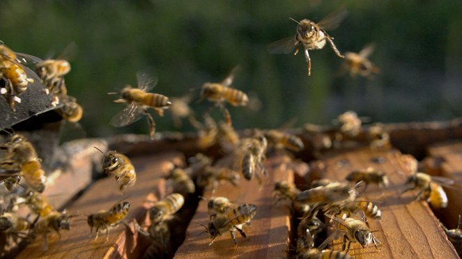 Bienen - Eine Welt im Wandel - Do filme